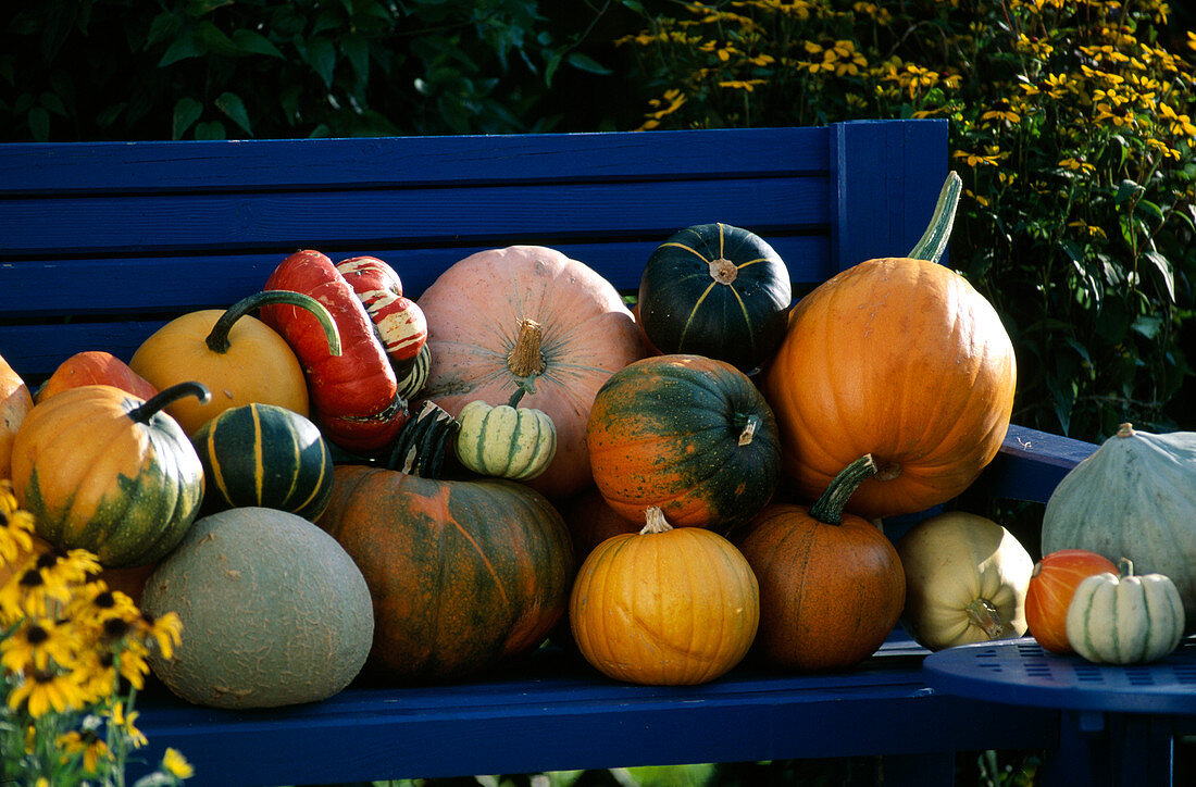 Miscellaneous pumpkins