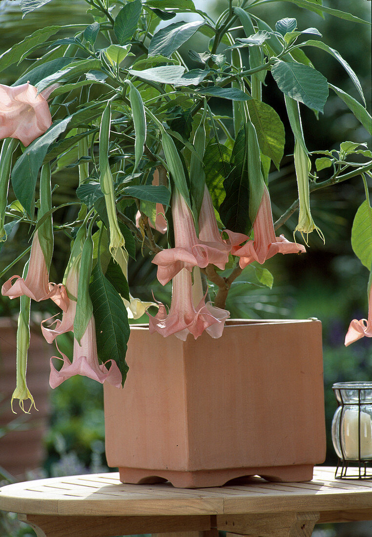 Datura 'Esmeralda' (Dwarf Angel's Trumpet)