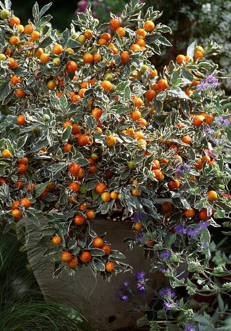 Solanum pseudocapsicum 'Variegatum', Korallenstrauch