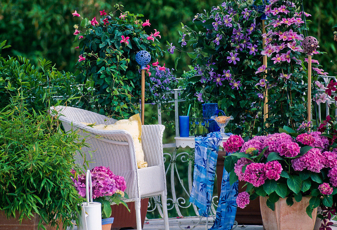 Shade balcony: Clematis hyb. 'Mrs. N. Thompson', 'Juuli'