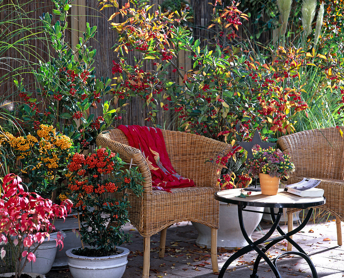 Beerenschmuck auf der Terrasse: Pyracantha coccinea / Feuerdorn, Euonymus alata