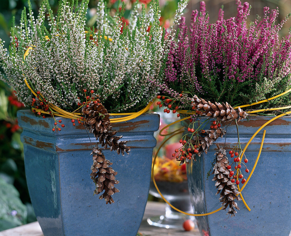 Calluna vulgaris 'Long White', 'Red October' (broom heath)