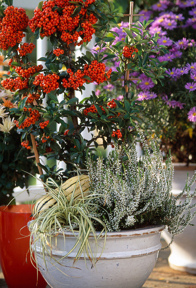 Pyracantha coccinea (Feuerdorn), Carex (Segge), Calluna vulgaris