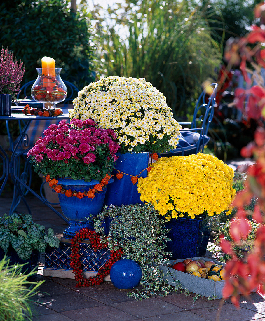 Dendranthema Dream-Star Breeding Garden-Mums 'Tentai', 'Sharon'