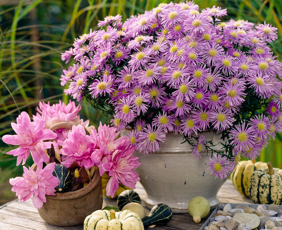 Aster dumosus, Colchicum hybrid 'Waterlily'