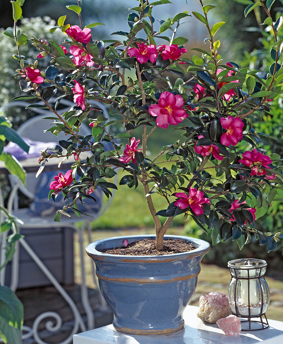 Camellia sasanqua 'Hiruyu'