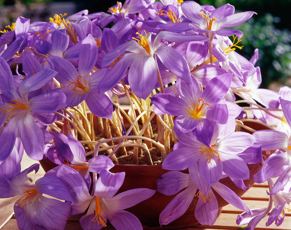 Crocus speciosus 'Conqueror', autumn crocus