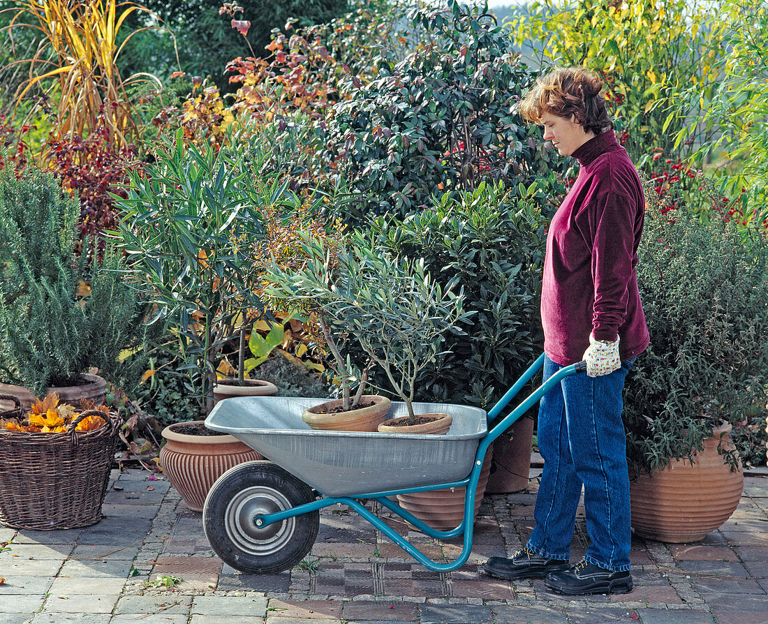 Bringing pot plants into the winter quarters