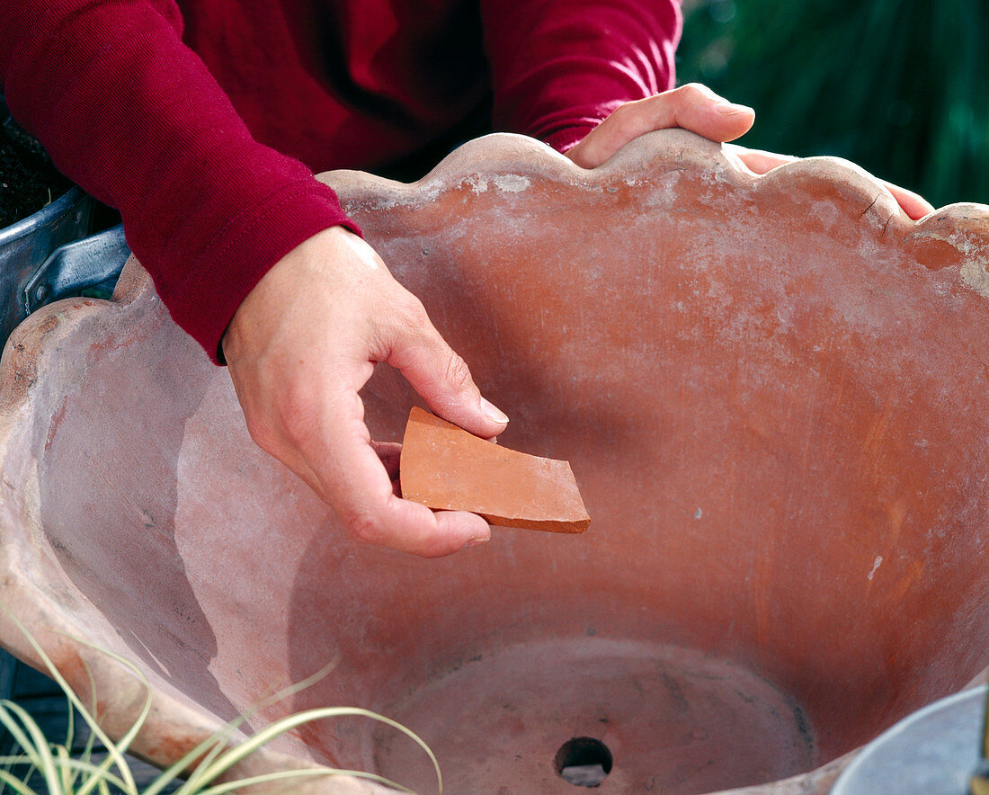 Planting a spring bowl: Step 1