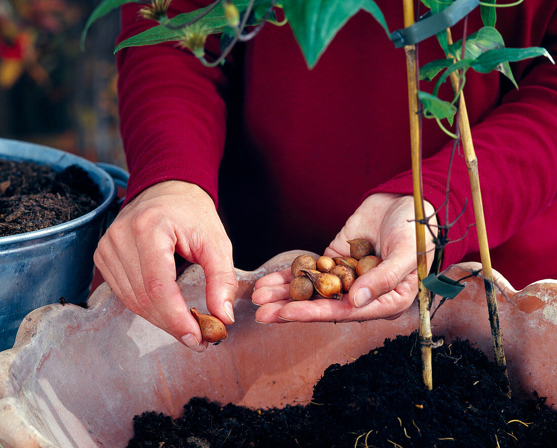 Planting a spring bowl: Step 6