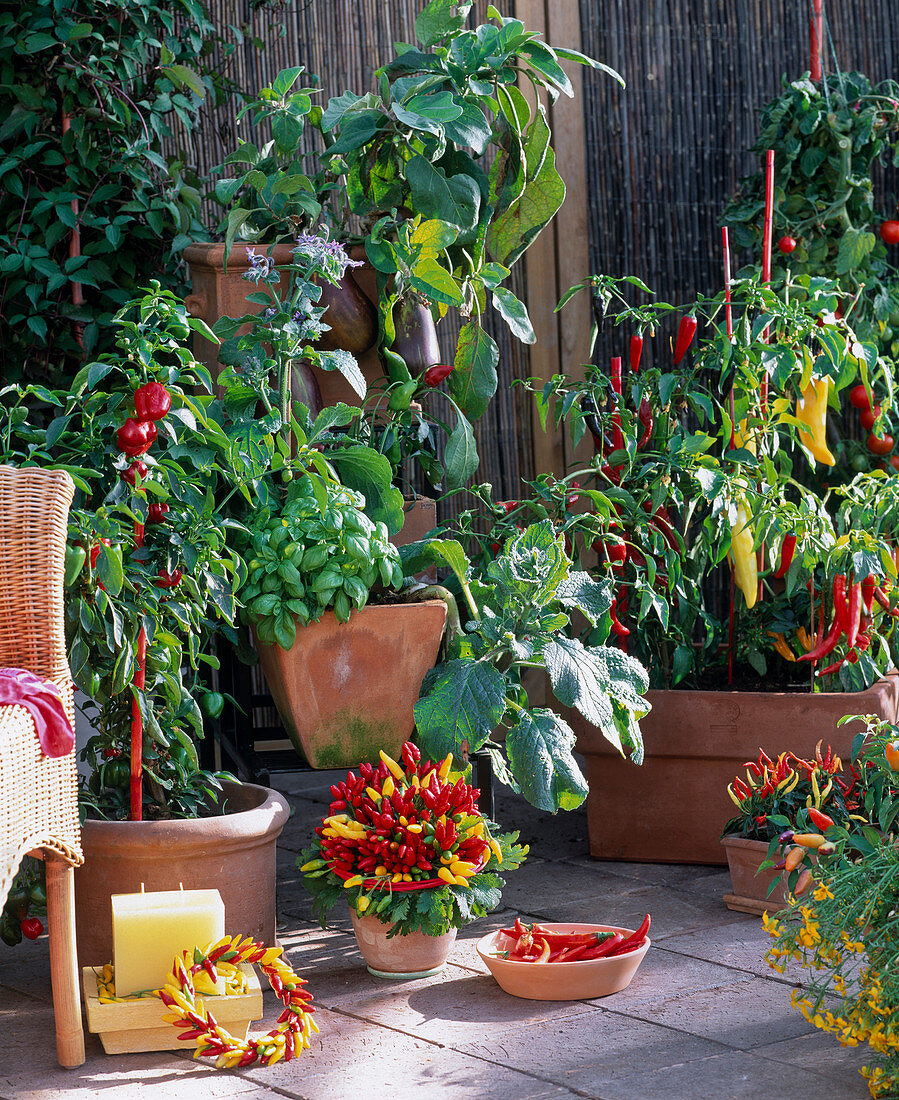 Capsicum annuum, various Peperonia