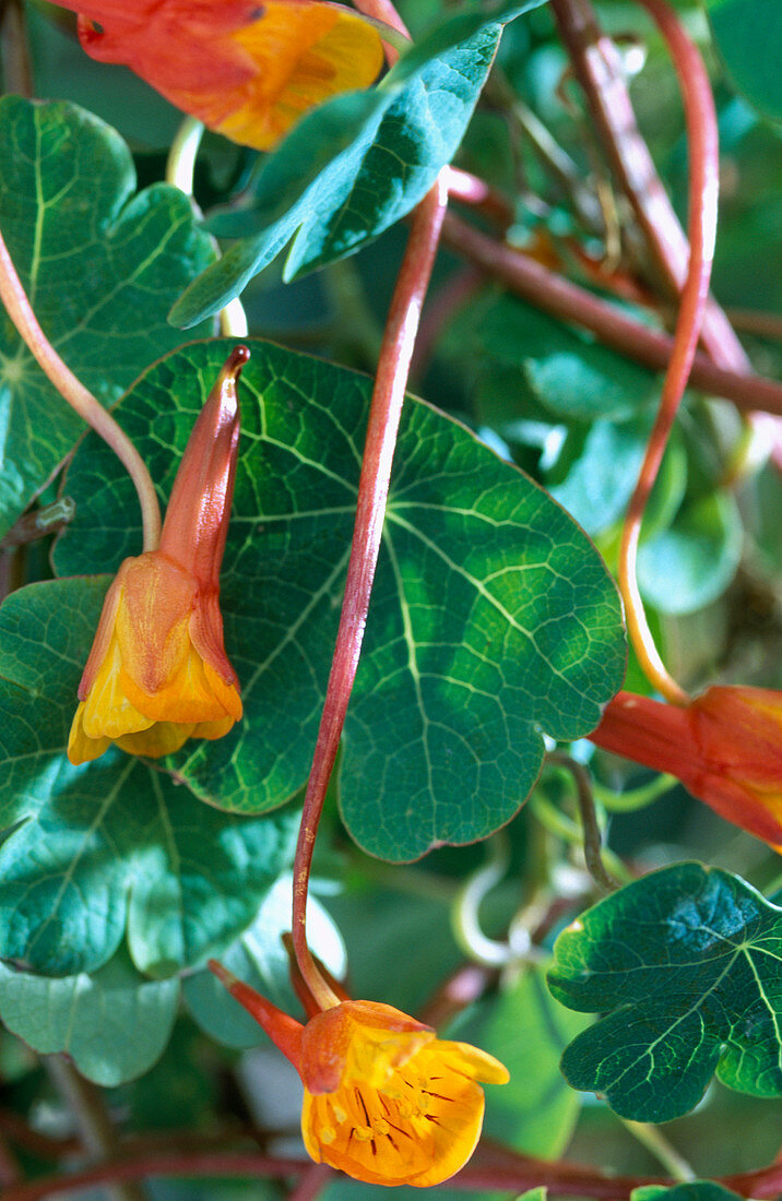 Tropaeolum tuberosa (Nasturtium, edible tuber)