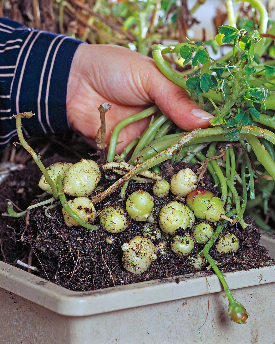 Oxalis tuberosa (clover, tubers are harvested)