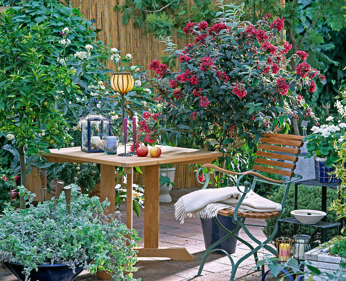 Terrace with Citrus reticulata, Solanum bonariensis