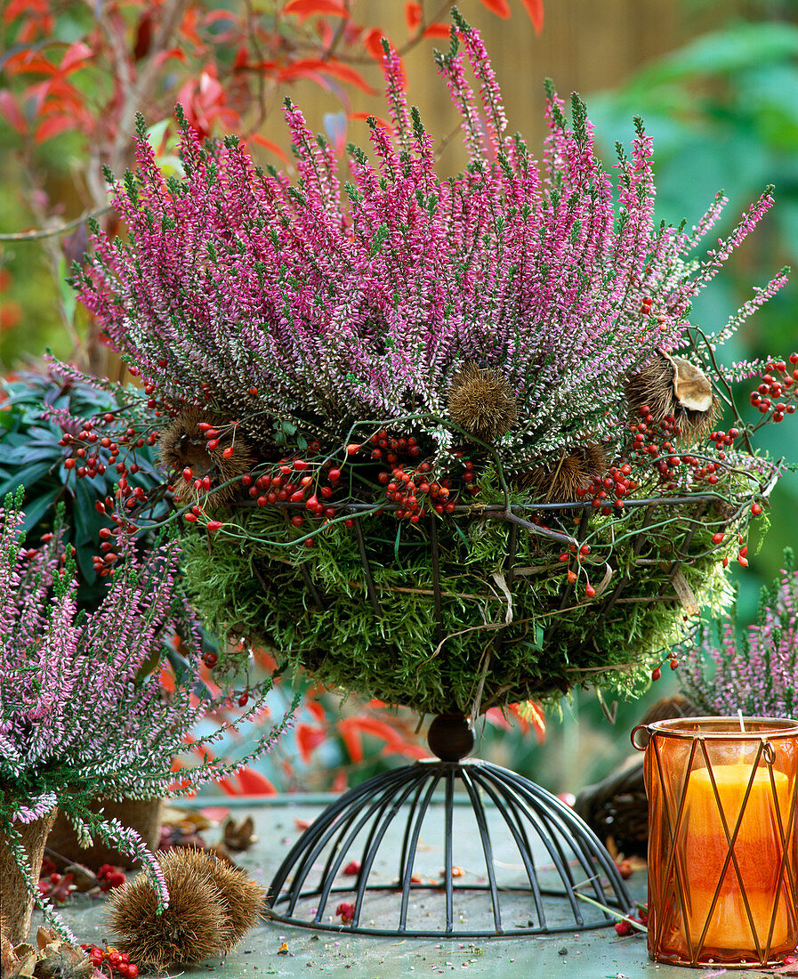 Calluna vulgaris 'Marleen' (summer heather)