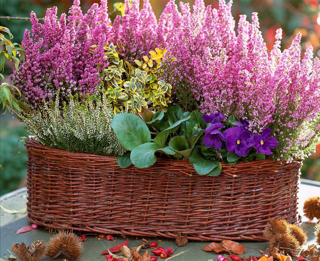 Erica gracilis 'Karlsson vom Dach', Calluna vulgaris 'Alice', Viola (pansy)