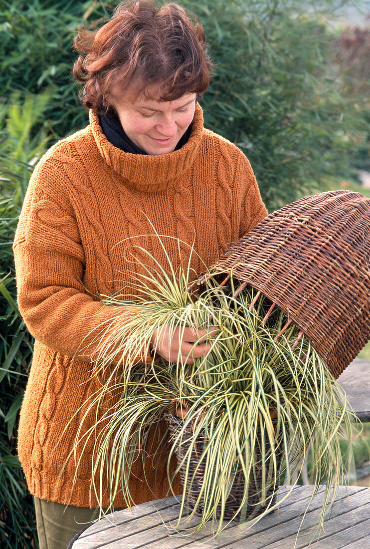 Carex (sedge) in a basket for winter protection