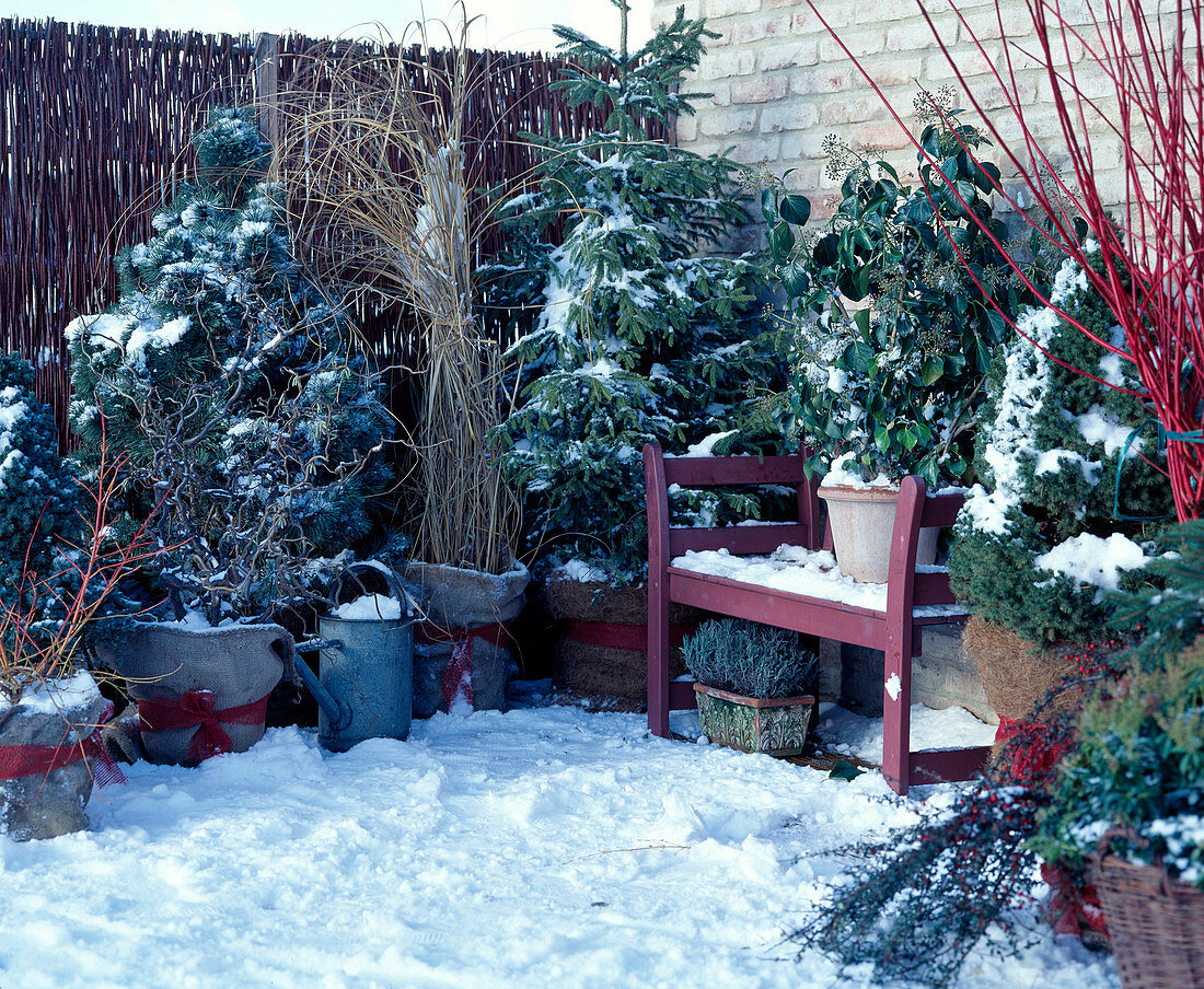 Pinus (pine), Picea (spruce), Miscanthus (Chinese reed)