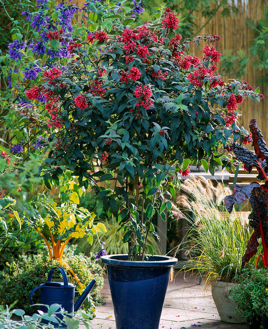 Cestrum elegans