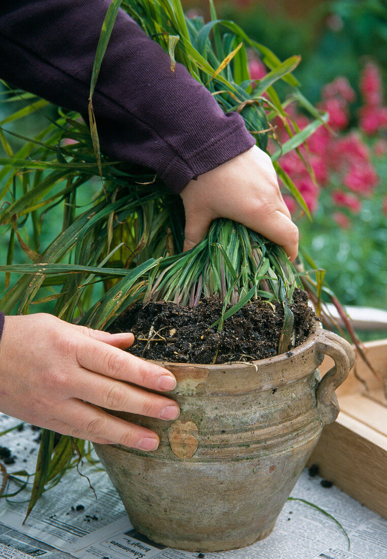 Removing summer bulbs (here Acidanthera) from pot