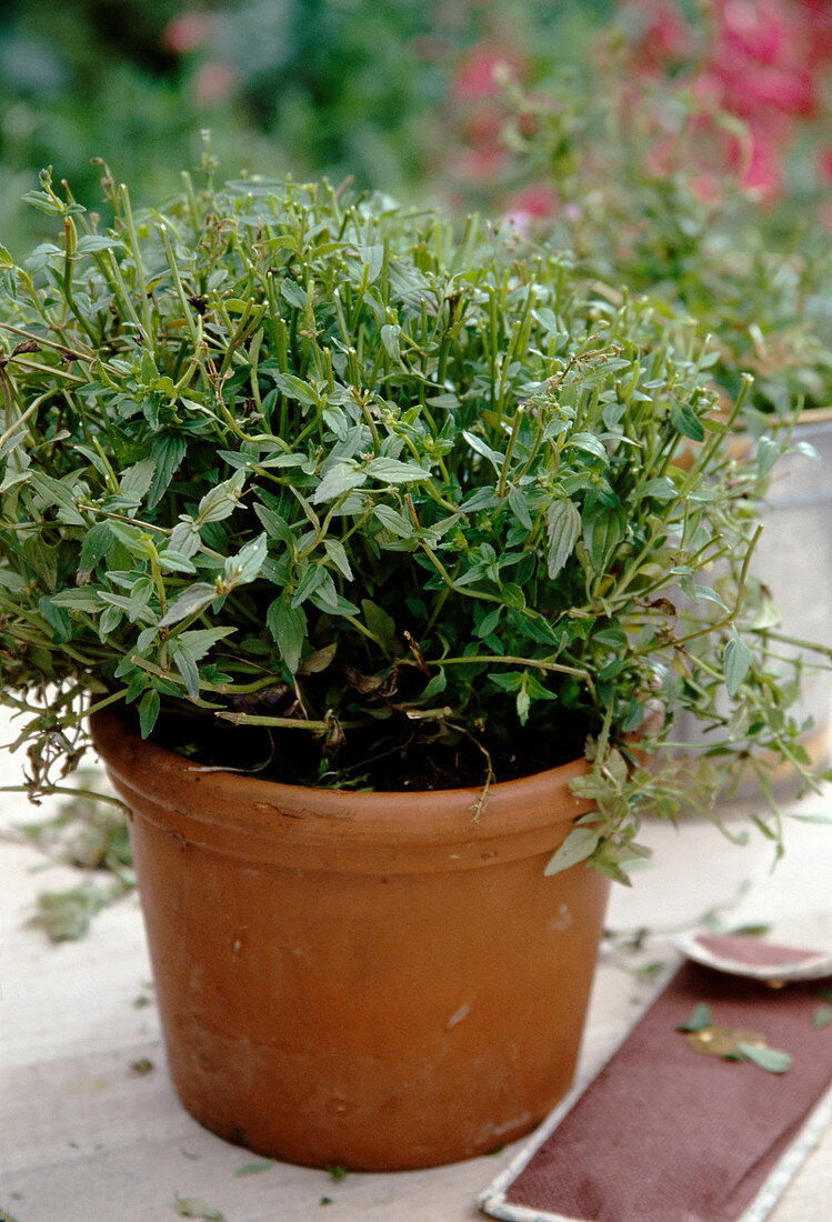 Nemesia cut back