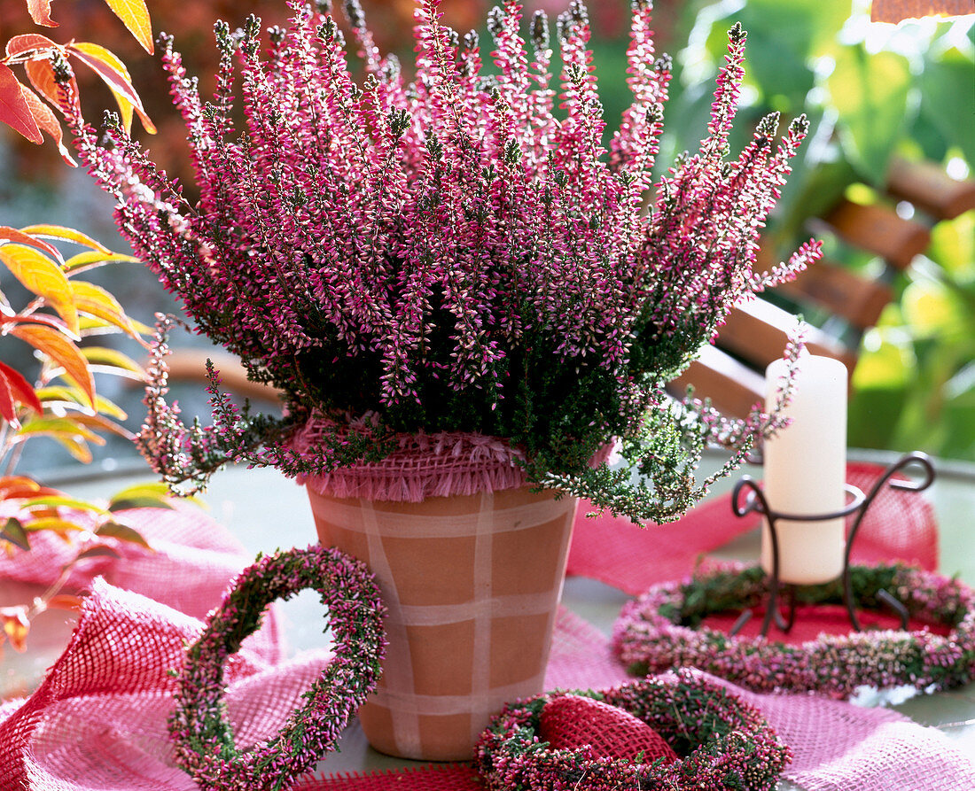 Calluna vulgaris 'Romina', flowering period Sept.-Dec.