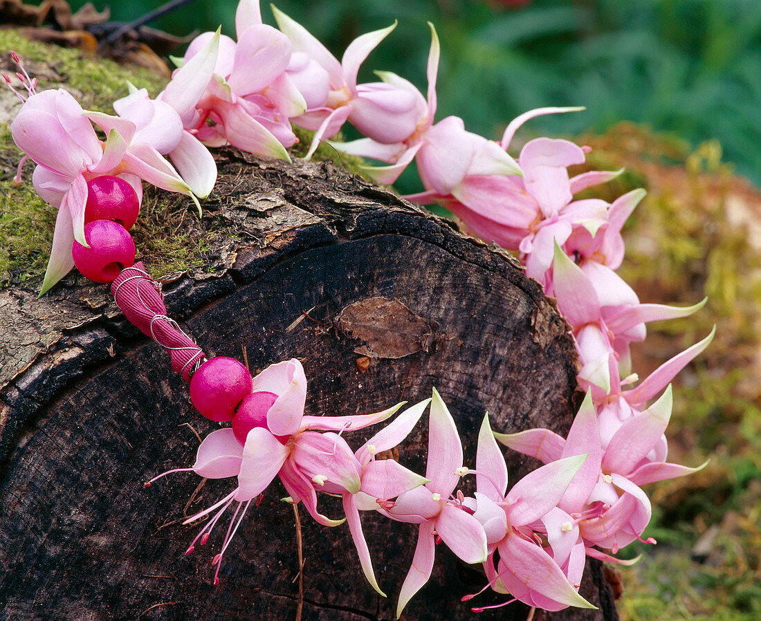 Wreath of fuchsia flowers 'Lilian Ray'