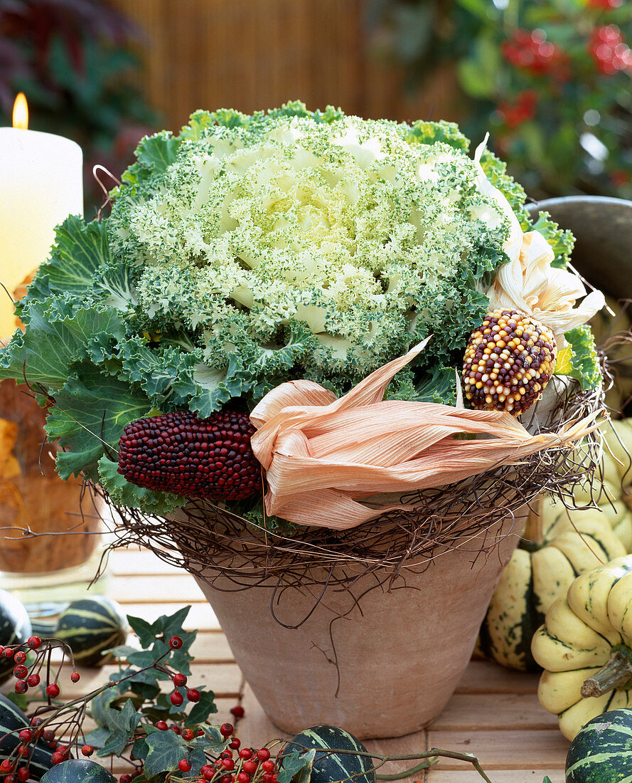 Brassica oleracea (ornamental cabbage, ornamental corn)