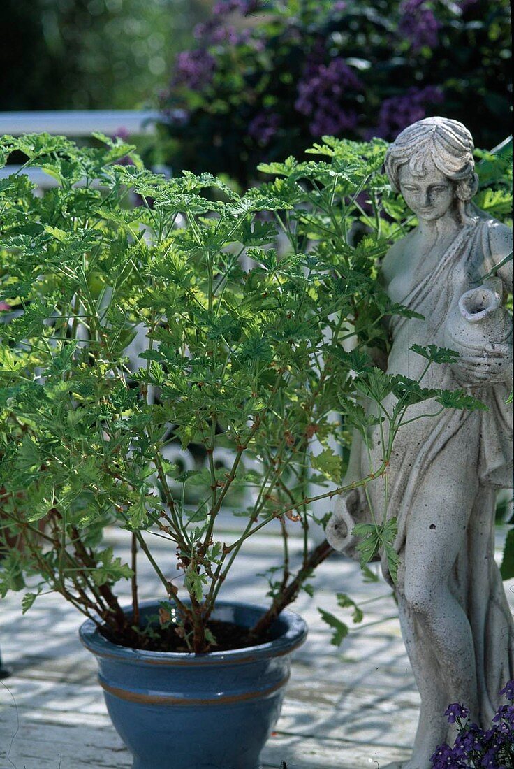 Pelargonium 'Charity', mint-mint scent