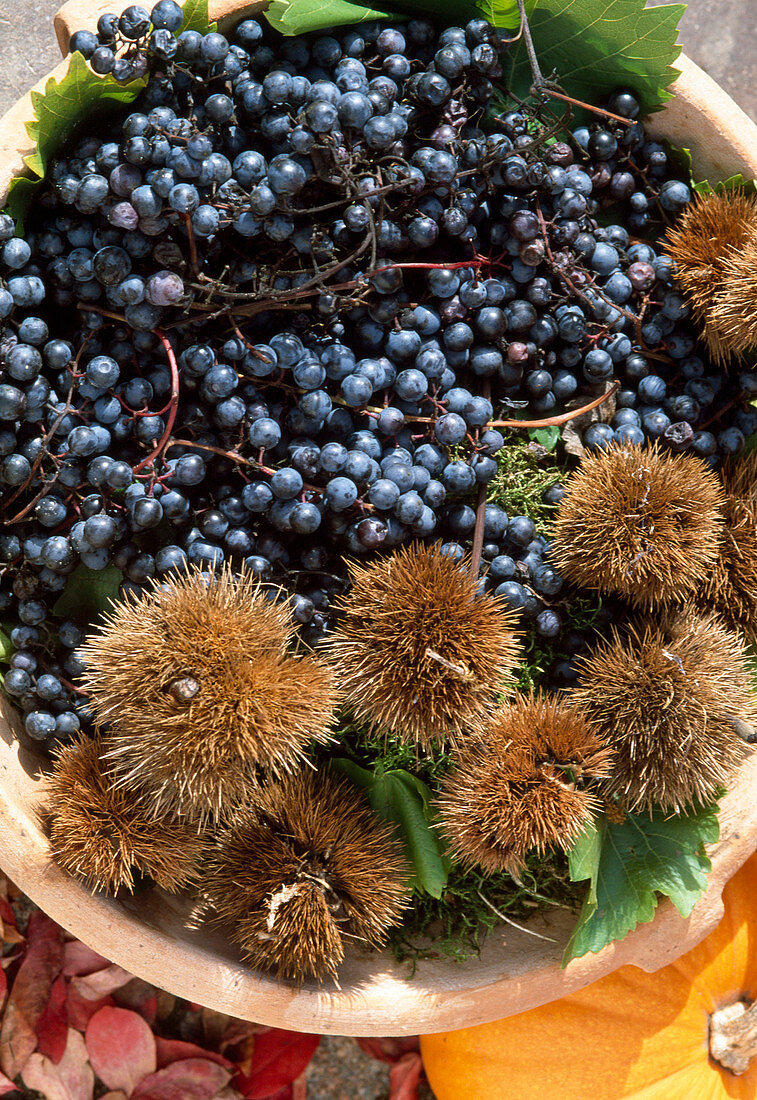 Bowl with grapes and chestnuts