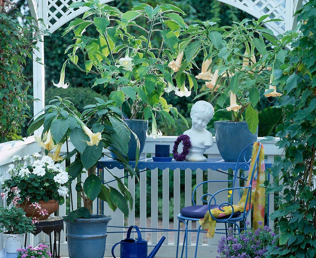 Brugmannsia-Hybr.Datura 'Kleine Lady', Datura arborea