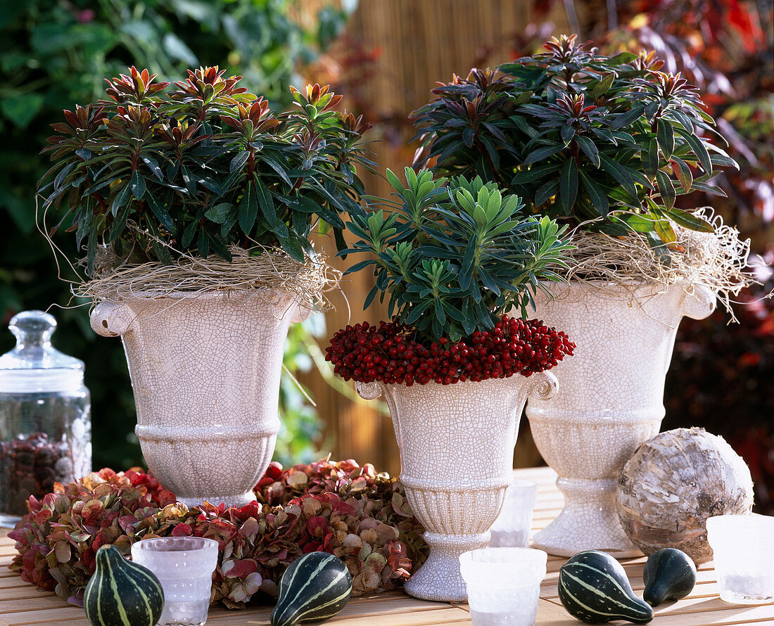 Euphorbia - Hybr. 'Efanthia' and 'Despina', spurge