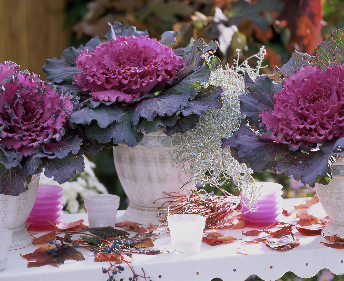 Brassica oleracae, ornamental cabbage, Calocephalus brownii