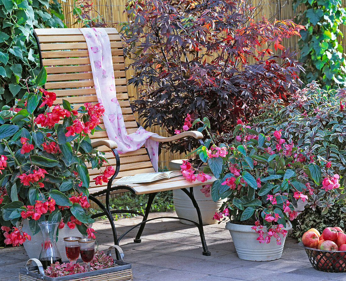 Begonia 'Dragon Wings', Acer palmatum, Fuchsia