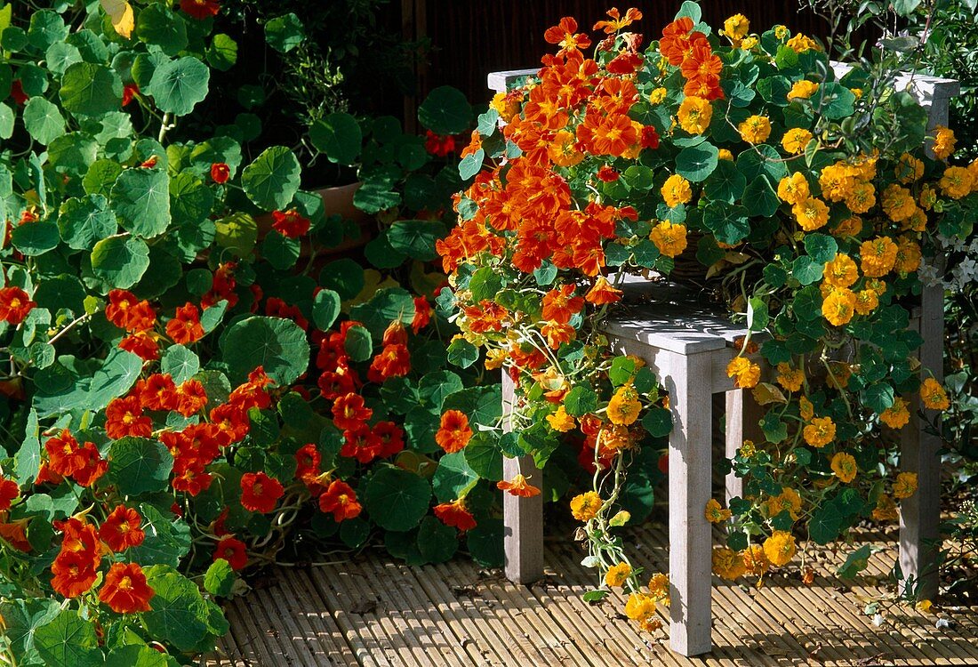 Tropaelum majus, Kapuzinerkresse 'Hermine Grashoff',