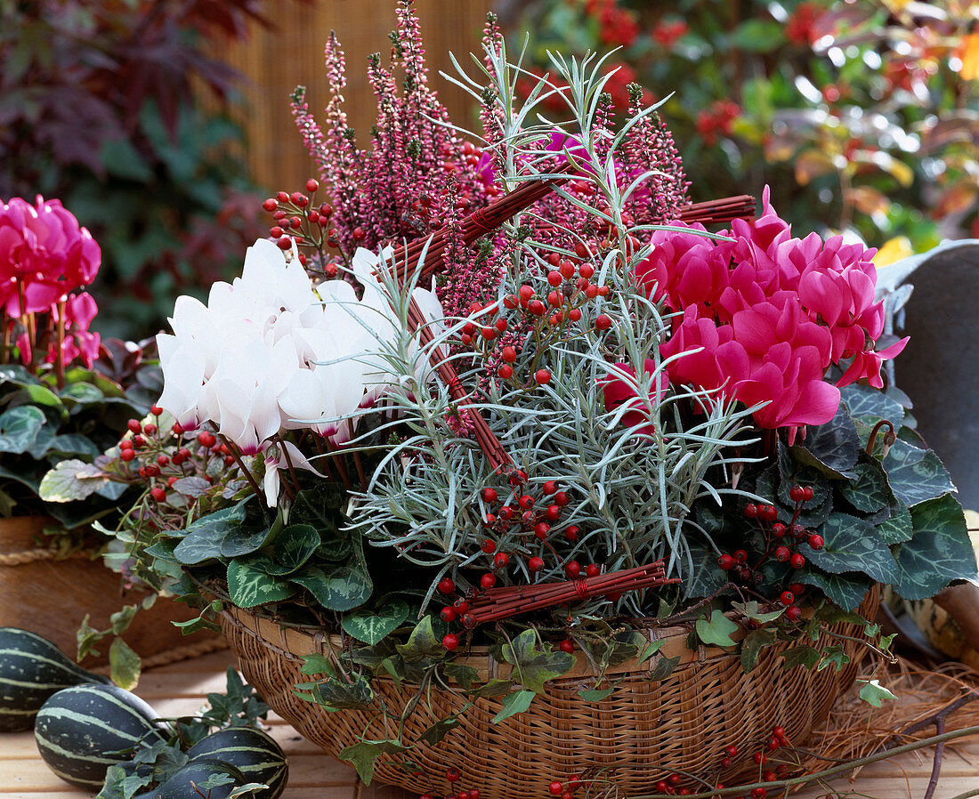 Cyclamen persicum, Calluna vulgaris, Helichrysum italicum, Hedera / Efeu