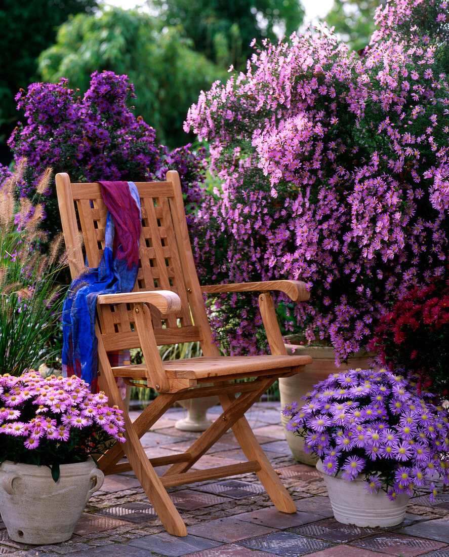 Aster pringlei 'Pink Star', Aster dumosus (cushion aster), Aster novi belgii 'Mari Ballard'