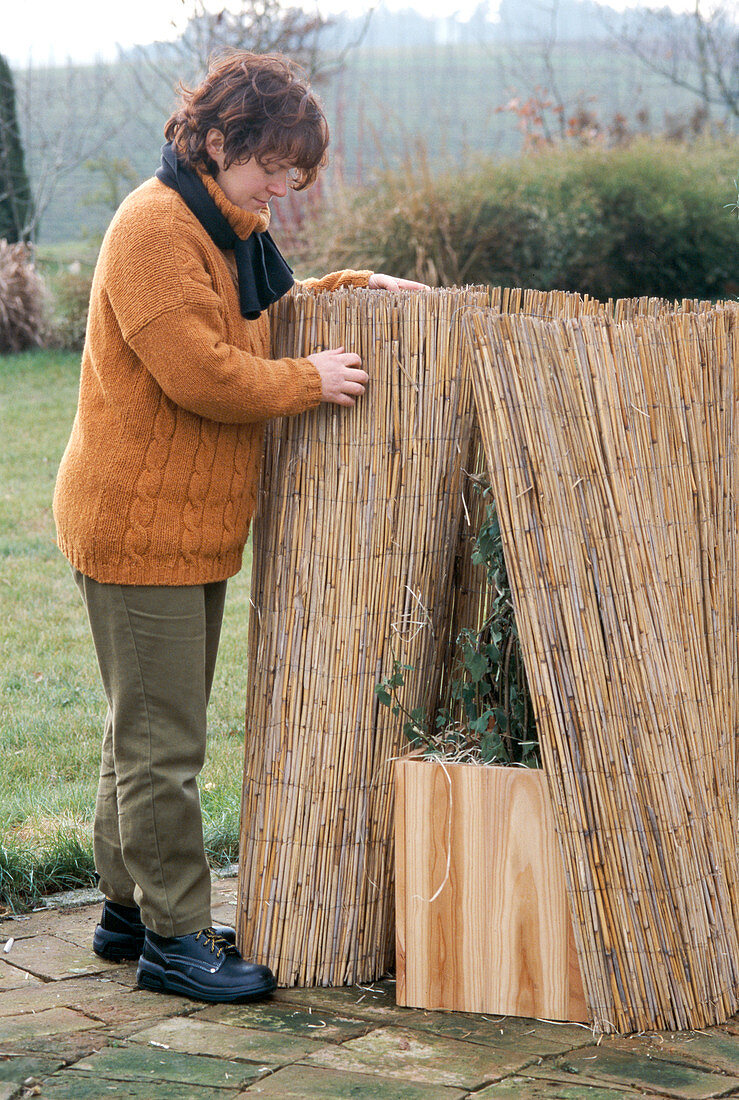 Winter protection for Lavatera olbia-rosea: 2nd step: Wrap reed mat around the crown