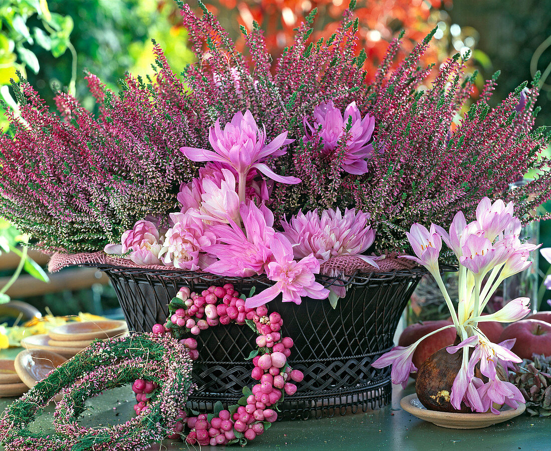 Calluna vulgaris 'Marlies', Colchicum autumnale 'Waterlily',