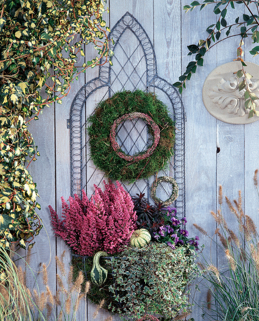 Rostfreier Drahtkorb (Wirework), Erica gracilis 'Karlsson vom Dach', Hedera (Efeu)