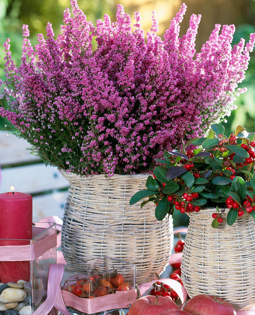 Erica gracilis 'Karlsson vom Dach', (Heide)