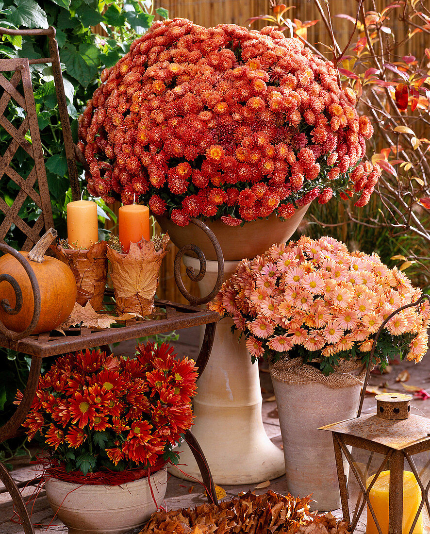 Dendranthema - Hybr. Garden - Mums 'Julietta', Herbstchrysantheme