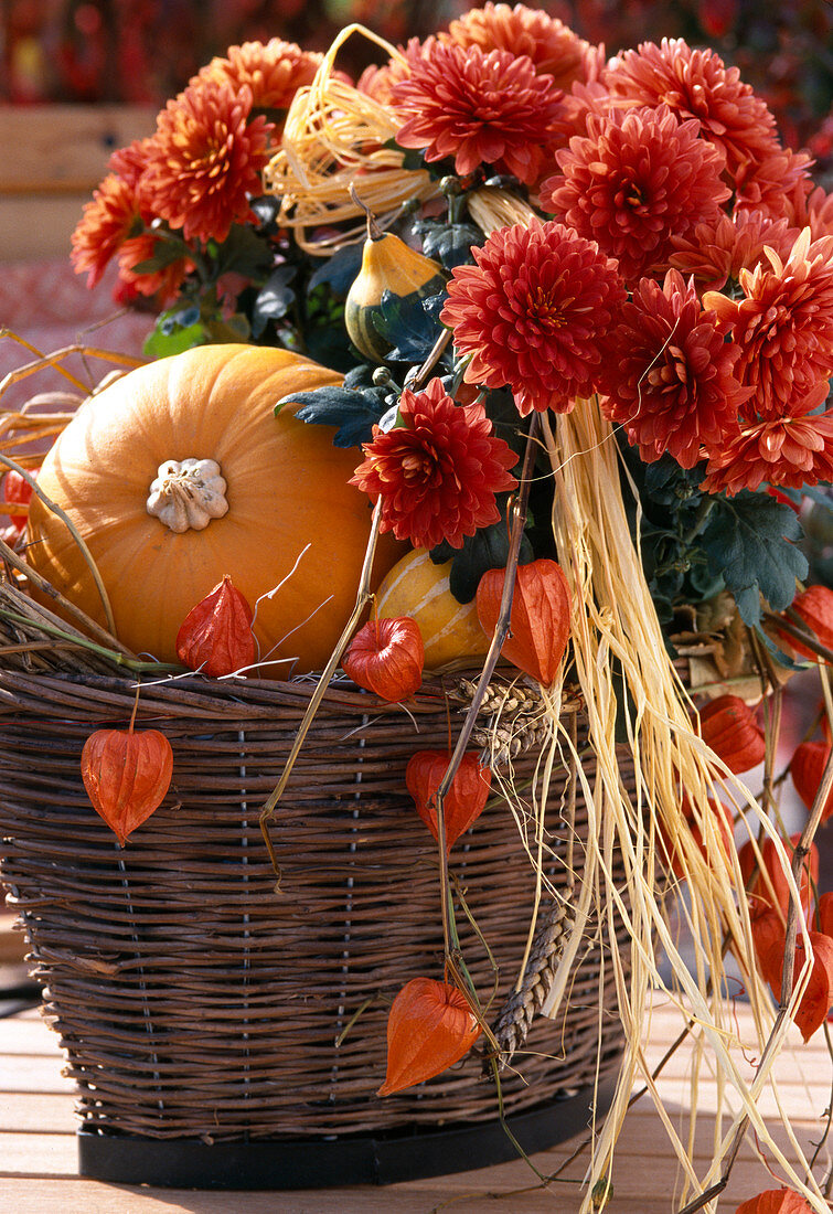 Dendranthema Garden - Mums 'Julia', pumpkin, physalis (lantern flower)