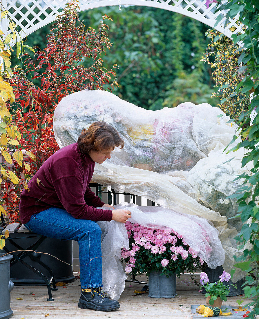 Protect autumn chrysanthemums from early frost with fleece