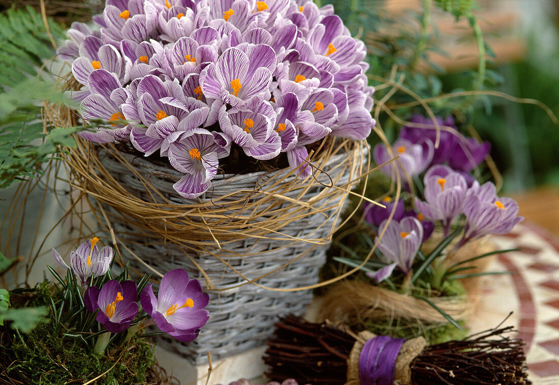 Crocus vernus 'Ladykiller'