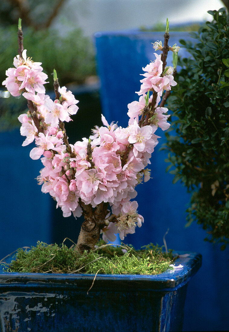 Prunus persica as bonsai