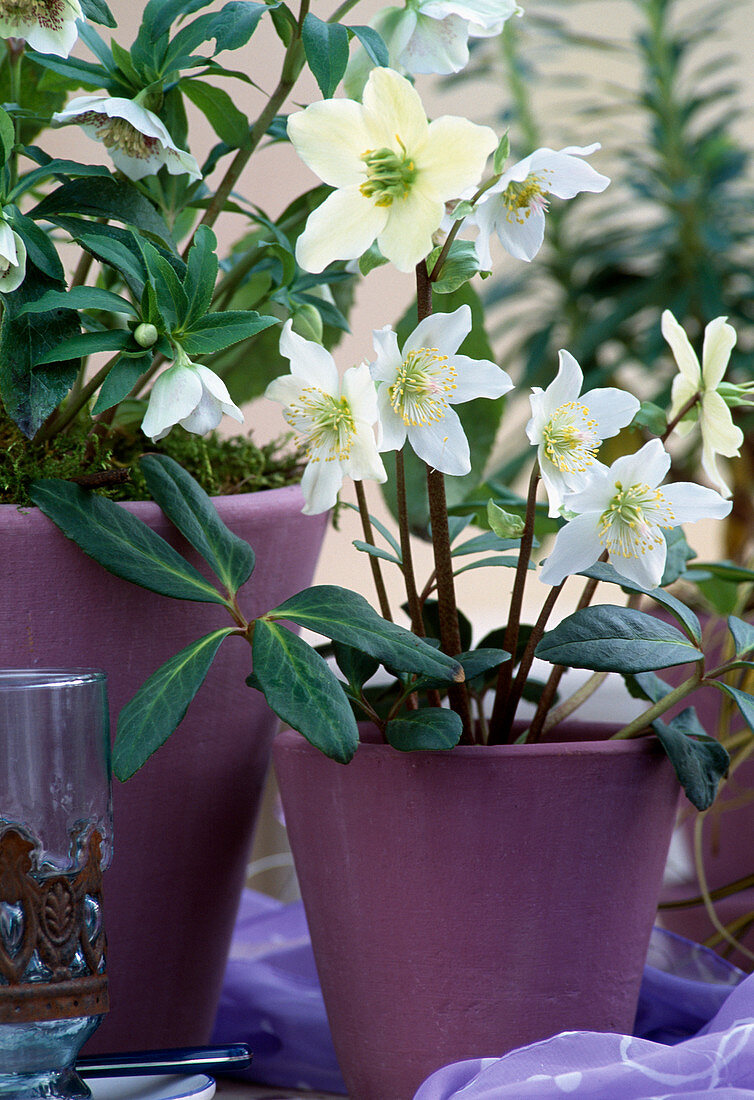 Helleborus niger