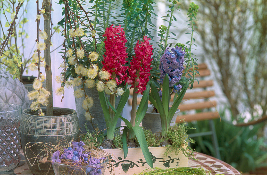 Salix caprea 'Pendula', Euphorbia, Hyacinthus orientalis