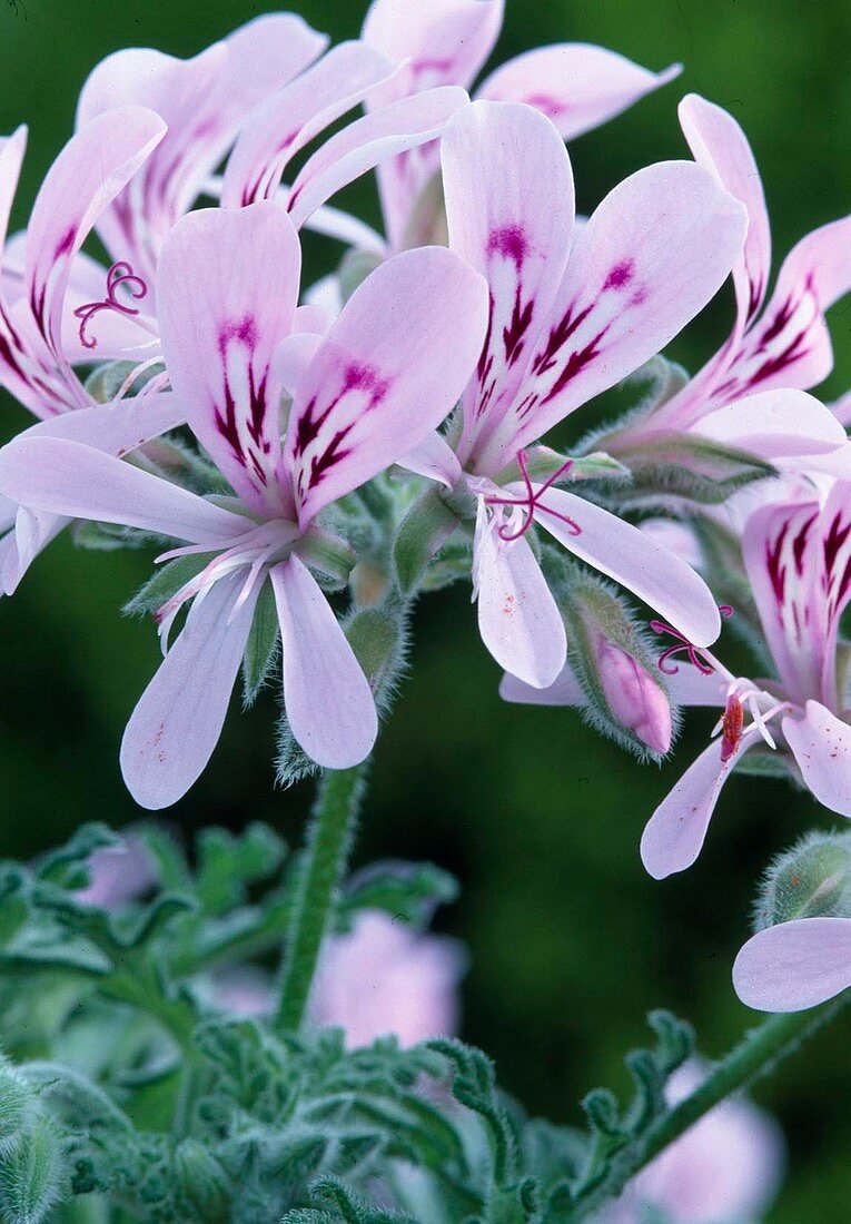 Pelargonium denticulatum