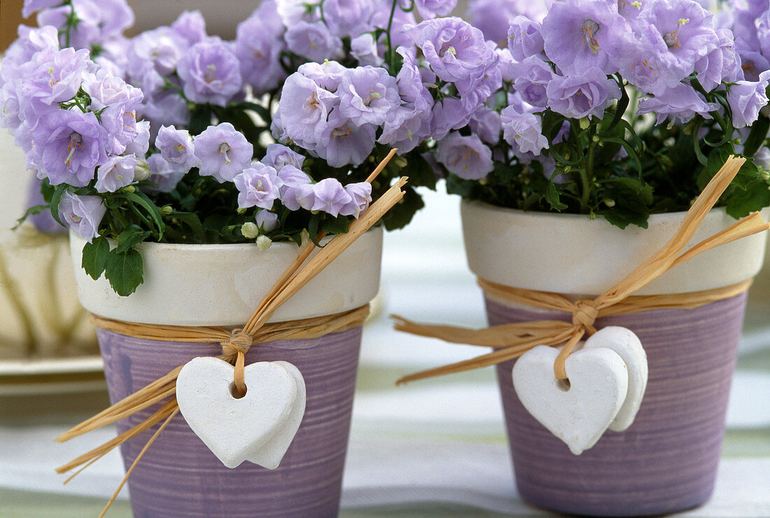 Campanula carpatica 'Blue Clip'